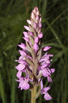 Dactylorhiza x senayi (Alleiz.) Soó ?<br/>Munții Lăpușului, Slătioara, 27 May 2012 © Adrian Schlesinger - public domain (<a href=https://creativecommons.org/publicdomain/zero/1.0/ target=_blank>CC0 1.0</a>)